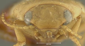 Media type: image;   Entomology 23941 Aspect: head frontal view